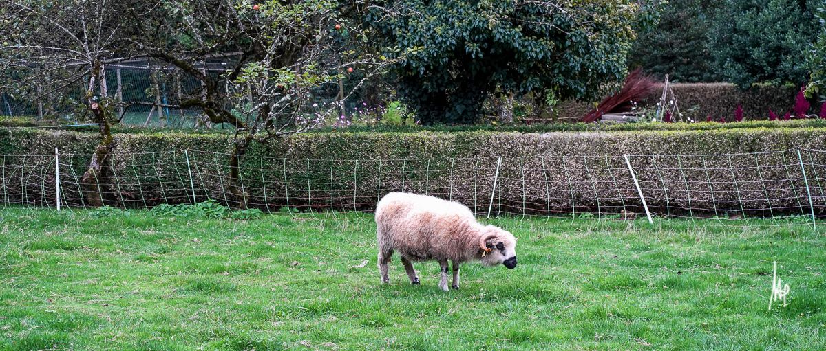 Canali dacqua ad Annecy